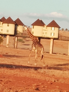 Salt Lick Safari Lodge_2