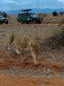 On Safari With Alibaba Tours and Safari_2