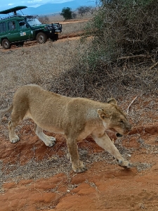 On Safari With Alibaba Tours and Safari_4