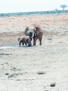 Elephant  Calf