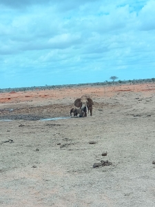 Elephant Calves