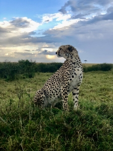 Cheetah 