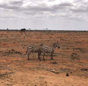 Wildlife