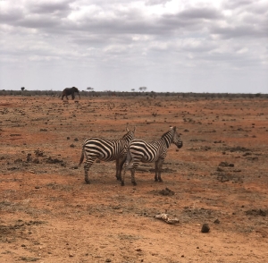 Zebras