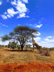 Wildlife