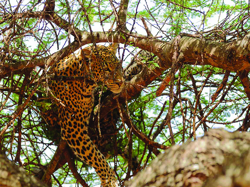 4 Days Tanzania Safari to Lake Manyara, Ngorongoro Crater and Tarangire